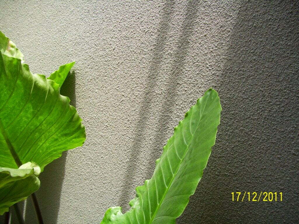 harga borongan cat tembok